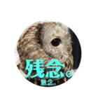 家のふくろうず。（個別スタンプ：1）