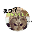 家のふくろうず。（個別スタンプ：2）