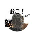 家のふくろうず。（個別スタンプ：3）