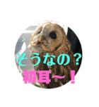 家のふくろうず。（個別スタンプ：5）