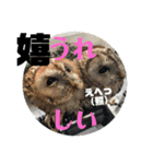 家のふくろうず。（個別スタンプ：6）