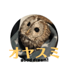 家のふくろうず。（個別スタンプ：7）