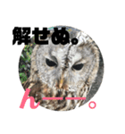 家のふくろうず。（個別スタンプ：8）