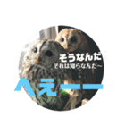 家のふくろうず。（個別スタンプ：9）