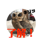 家のふくろうず。（個別スタンプ：10）