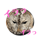 家のふくろうず。（個別スタンプ：11）