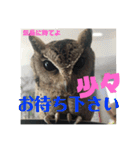 家のふくろうず。（個別スタンプ：14）