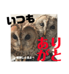 家のふくろうず。（個別スタンプ：15）