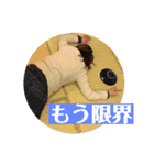 Bobjack Theater vol.01（個別スタンプ：15）