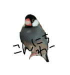 文鳥のミーとチー。（個別スタンプ：2）