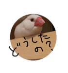 文鳥のミーとチー。（個別スタンプ：4）