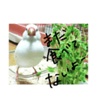 文鳥のミーとチー。（個別スタンプ：7）