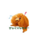 わがままトイプードル もなか（個別スタンプ：6）