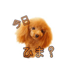 わがままトイプードル もなか（個別スタンプ：26）
