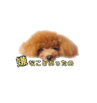 わがままトイプードル もなか（個別スタンプ：29）