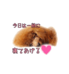 わがままトイプードル もなか（個別スタンプ：32）