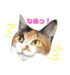 三毛猫むぎ子（個別スタンプ：1）