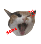 三毛猫むぎ子（個別スタンプ：2）
