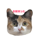 三毛猫むぎ子（個別スタンプ：3）