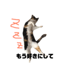 三毛猫むぎ子（個別スタンプ：4）