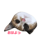 三毛猫むぎ子（個別スタンプ：5）
