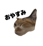 三毛猫むぎ子（個別スタンプ：6）