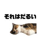 三毛猫むぎ子（個別スタンプ：7）