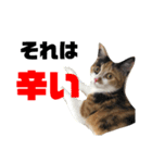 三毛猫むぎ子（個別スタンプ：8）