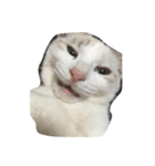 ねことひととねこ（個別スタンプ：4）