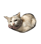 ねことひととねこ（個別スタンプ：5）