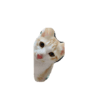 ねことひととねこ（個別スタンプ：6）