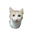 ねことひととねこ（個別スタンプ：7）