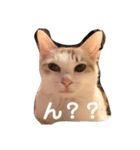 ねことひととねこ（個別スタンプ：8）