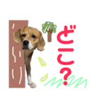 どりちゃん2（個別スタンプ：1）