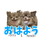 犬スタンプ★チワワ☆Rotty☆Kerry☆Hanabi（個別スタンプ：1）
