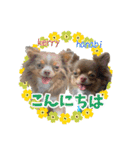 犬スタンプ★チワワ☆Rotty☆Kerry☆Hanabi（個別スタンプ：2）