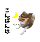 犬スタンプ★チワワ☆Rotty☆Kerry☆Hanabi（個別スタンプ：3）