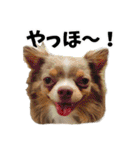 犬スタンプ★チワワ☆Rotty☆Kerry☆Hanabi（個別スタンプ：4）