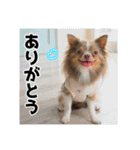 犬スタンプ★チワワ☆Rotty☆Kerry☆Hanabi（個別スタンプ：7）