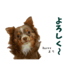 犬スタンプ★チワワ☆Rotty☆Kerry☆Hanabi（個別スタンプ：10）