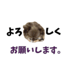 犬スタンプ★チワワ☆Rotty☆Kerry☆Hanabi（個別スタンプ：11）