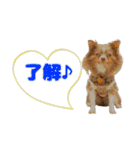 犬スタンプ★チワワ☆Rotty☆Kerry☆Hanabi（個別スタンプ：13）