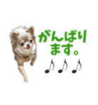 犬スタンプ★チワワ☆Rotty☆Kerry☆Hanabi（個別スタンプ：14）