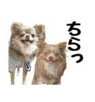 犬スタンプ★チワワ☆Rotty☆Kerry☆Hanabi（個別スタンプ：16）