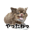犬スタンプ★チワワ☆Rotty☆Kerry☆Hanabi（個別スタンプ：17）