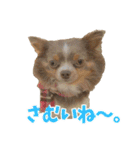 犬スタンプ★チワワ☆Rotty☆Kerry☆Hanabi（個別スタンプ：19）