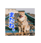 犬スタンプ★チワワ☆Rotty☆Kerry☆Hanabi（個別スタンプ：20）