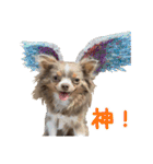 犬スタンプ★チワワ☆Rotty☆Kerry☆Hanabi（個別スタンプ：21）