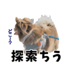 犬スタンプ★チワワ☆Rotty☆Kerry☆Hanabi（個別スタンプ：22）