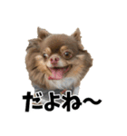 犬スタンプ★チワワ☆Rotty☆Kerry☆Hanabi（個別スタンプ：23）
